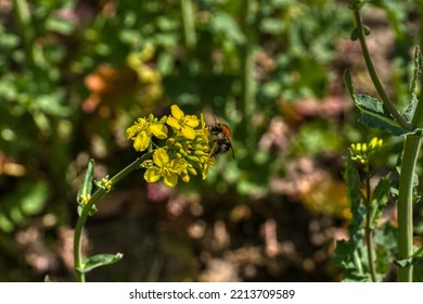 Bee On Yellow Rapeseed Flower