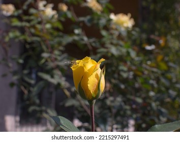 A Bee On A Yellow Rose Bud