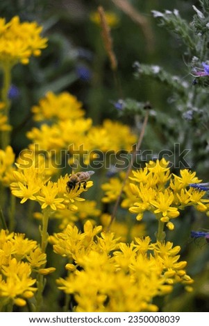 Bee on yellow wild flower fields