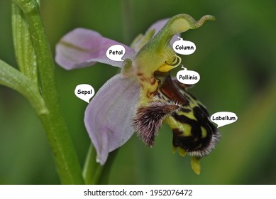 The Bee Orchid(Ophrys Apifera),is A Perennial Herbaceous Plant Of The Family Orchidaceae. It Is An Example Of Sexually Deceptive Pollination And Floral Mimicry.The Image Also Shows Self-pollination.