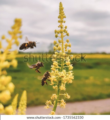bee path on yellow flower. honey bee collecting pollen. bee on flower