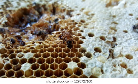 2,425 Bear eating honey Images, Stock Photos & Vectors | Shutterstock