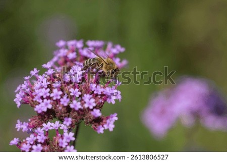 A bee is perched on a cluster of small purple flowers, likely Verbena bonariensis, engaged in nectar collection.