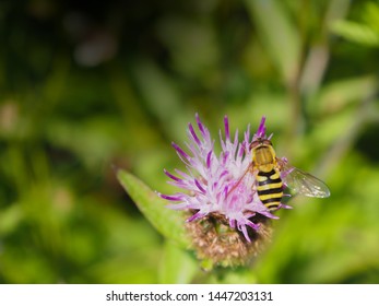 A Bee Perched On Lesser Knapweed In Summer Blurry