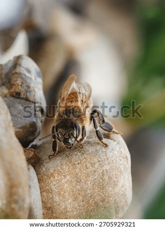 A bee is perched on a smooth stone, its wings glistening in sunlight as it meticulously gathers pollen. The background features lush greenery, creating a calm, natural scene