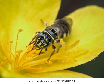 a bee perches and sucks flower nectar