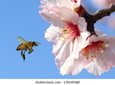 Bee And Pink Almond Flower Close Up