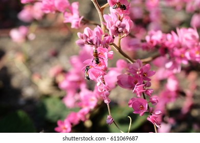 
Bee with pink flowers
