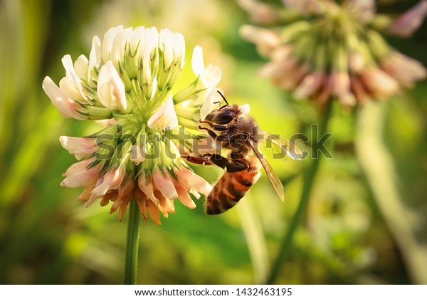 bee and plants\
symbiotic relationship