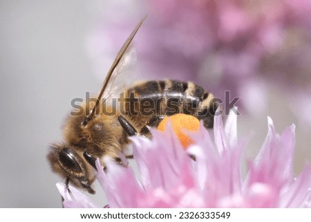 bee with pollen at the feets on a pink flower