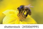 bee pollen, flower, pollen grains, bee products, natural remedies, health benefits, floral pollen, beekeeping, pollination, bee colony, apiary, floral sources, bee foraging, plant reproduction