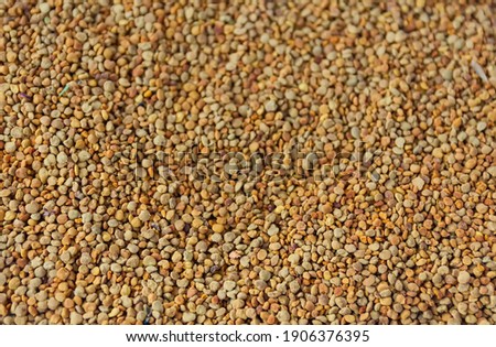 Bee pollen granules ttexture close up. The healthy product from the pollen that collects on the bodies of bees.