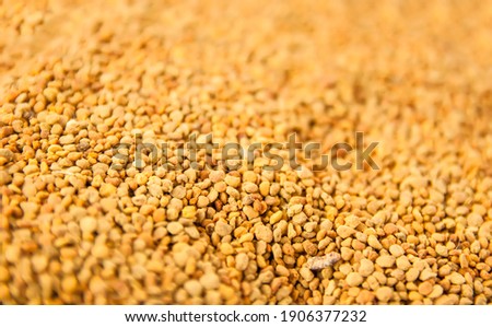 Bee pollen granules ttexture close up. The healthy product from the pollen that collects on the bodies of bees.
