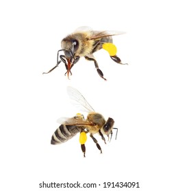 Bee With Pollen Isolated On White (with Clipping Path)