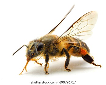 Bee With Pollen Isolated On White Background With Shadow.