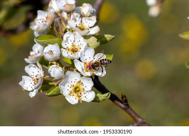 Bee pollinates apple tree flowers on a sunny spring day - Powered by Shutterstock