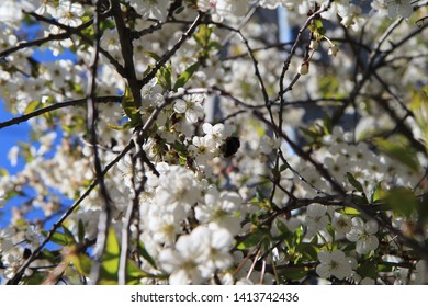 bee pollinates cherry flowers in spring

