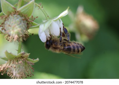bee pollinates flower close up
