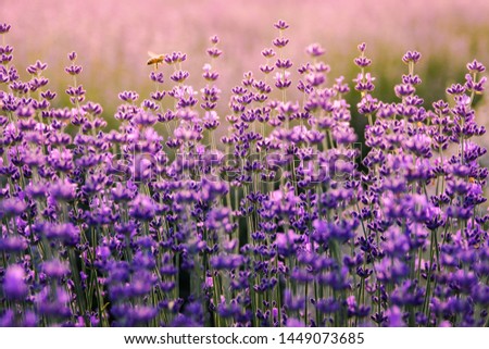 Similar – Image, Stock Photo Purple Lavender Field In Summer