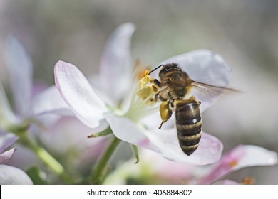bee pollinates flowers of apple trees