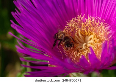 A bee pollinates pink Elands sourfig flower macro photography in springtime. A honey bee pollinates Elandssuurvy flowers with purple petals close-up photo on a summer day. - Powered by Shutterstock