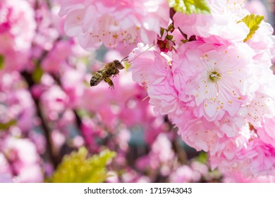 bee pollinates pink flower on flowering tree in spring, colorful background with image of insect and vegetation - Powered by Shutterstock