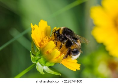 Bee pollinates a yellow flower. Summer flower pollination concept.