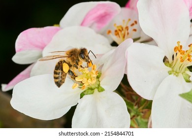 Bee pollinating apple blossoms. A bee collecting pollen and nectar from a apple tree flower. Macro shot with selective focus - Powered by Shutterstock