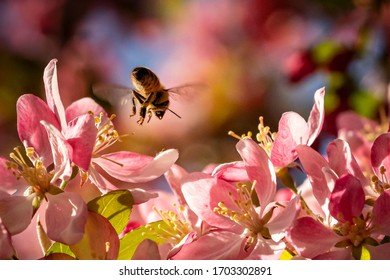Bee pollinating apple tree blossoms
