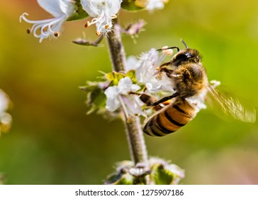 bee pollinating basil flower extreme close up - bee pollinating flower macro photo