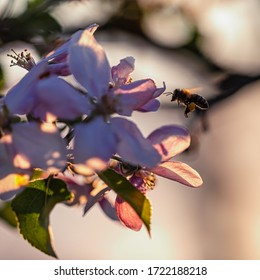 Bee pollinating the blossom of apple tree at sunset