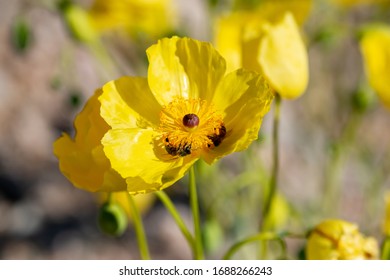 bearpaw poppy slipper