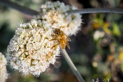 Bee Pollinating California Buckwheat (Eriogonum Fasciculatum) Wildflowers, California