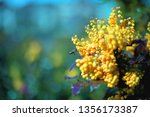 A bee pollinating clusters of bright yellow flowers of Oregon Grape (Mahonia aquifolium) on a colorful green background in early Spring, Wilsonville, Oregon, United States