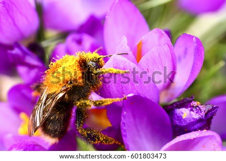 Bee pollinating a crocus flower in springtime