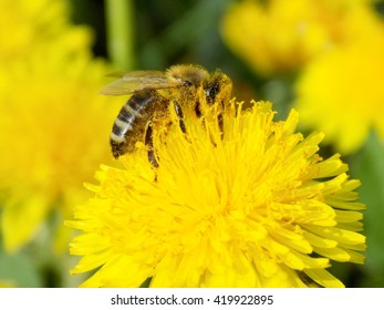 Bee pollinating dandelion on meadow in spring
