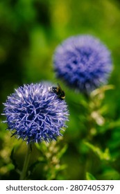 A bee pollinating an Echinops, more commonly known as the Globe Thistle.