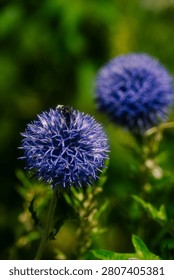A bee pollinating an Echinops, more commonly known as the Globe Thistle.