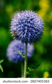 A bee pollinating an Echinops, more commonly known as the Globe Thistle.