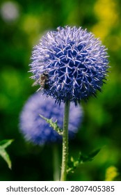 A bee pollinating an Echinops, more commonly known as the Globe Thistle.