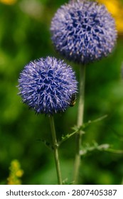 A bee pollinating an Echinops, more commonly known as the Globe Thistle.