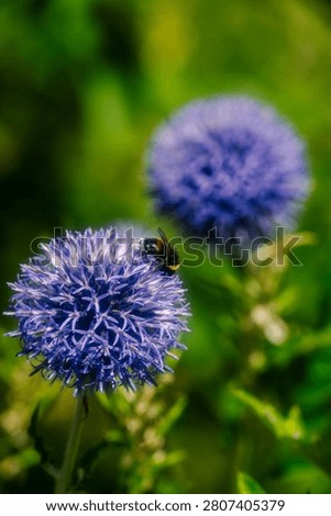 A bee pollinating an Echinops, more commonly known as the Globe Thistle.