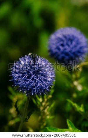 A bee pollinating an Echinops, more commonly known as the Globe Thistle.
