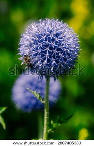 A bee pollinating an Echinops, more commonly known as the Globe Thistle.