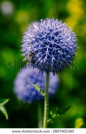 A bee pollinating an Echinops, more commonly known as the Globe Thistle.