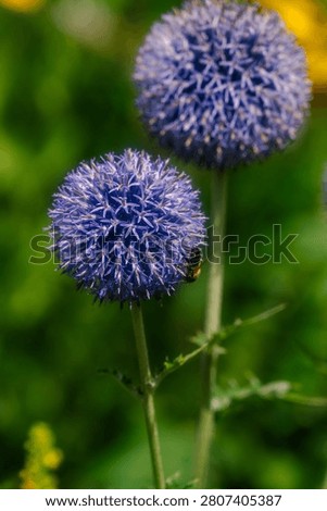A bee pollinating an Echinops, more commonly known as the Globe Thistle.