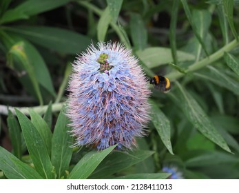 Bee Pollinating An Echium Candicans