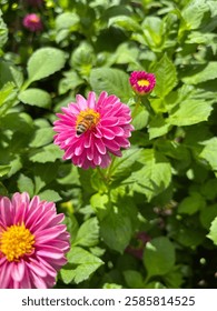 A Bee Pollinating a Flower
