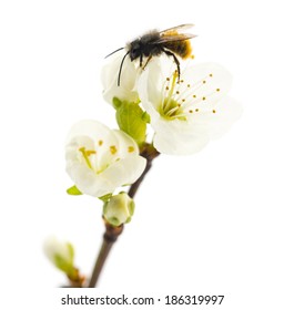 Bee Pollinating A Flower - Apis Mellifera, Isolated On White