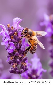 Bee pollinating a flower close up
